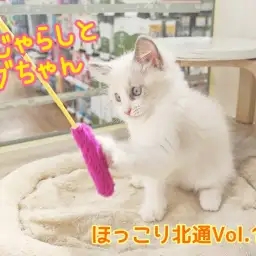 【 ほっこり北通Vol.111 】遊び上手な美猫ラグドールちゃん