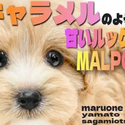 【 MIX 】キャラメルの様な甘いルックスが愛らしい！癒し系のマルプーがキタ！
