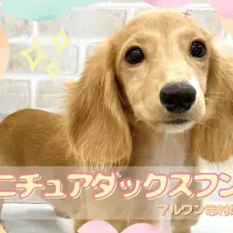 【 ミニチュアダックスフント 】皆のアイドルダッちゃん！ついにお散歩デビュー！