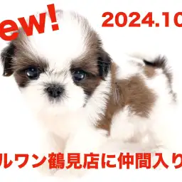 【 シーズー 】新たに仲間入り！ホワイト＆ゴールドの癒し系の女の子！！