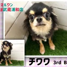 【 チワワ 】生後7ヶ月で体重1.7㎏の小さめな女の子は人が大好きな甘えん坊!