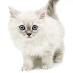 ネヴァマスカレード