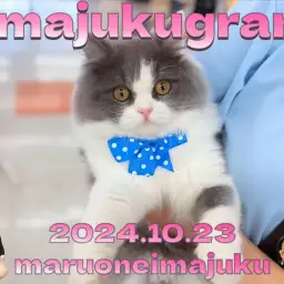 【 イマジュクグラム 】お散歩も出来ちゃうオシャレなラガマフィンちゃまに密着！