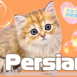 【 ペルシャ 】上品なゴールドの被毛を纏う超超美形キャットが降臨!