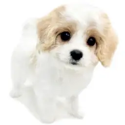 MIX（キャバリアキングチャールズスパニエル×ビションフリーゼ）