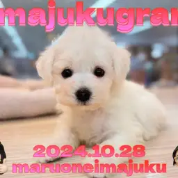 【 イマジュクグラム 】速報!純白のビションフリーゼが横浜今宿店に電撃入店!