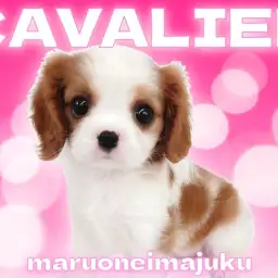 【 キャバリア 】初心者必見!天性の人懐っこさを持つブレンハイムの女の子!