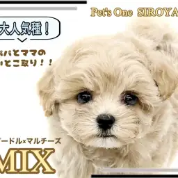 【 MIX 】いいとこどりのMIX犬!プーマルちゃんがやって来たよ!