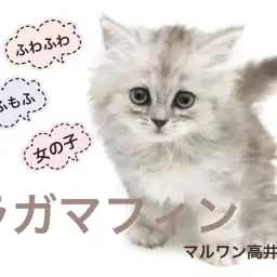 【 ラガマフィン 】ラグドールとペルシャ系を掛け合わせたゴージャスキャット登場！