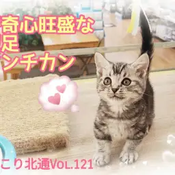 【 ほっこり北通Vol.121 】仕草が可愛い短足マンチカンくん登場！