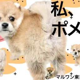 【 MIX・ポメ柴 】きつね？たぬき？私、ポメ柴！良いとこ取りのレア度高めな女の子