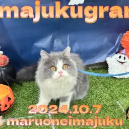 【 イマジュクグラム 】マルワン横浜今宿店ハロウィンフォトブース完成のお知らせ！