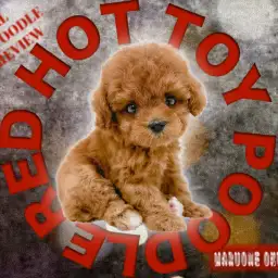 【 トイプードル 】ディープレッドカラーで手乗りサイズの女の子!