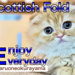 【 スコティッシュフォールド  】愛嬌たっぷりな垂れ耳ニャンは超甘えんボーイ!