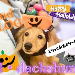 【 M・ダックスフント 】友だちもお散歩も大好き！天真爛漫ダックスの2ndブログ