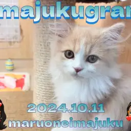 【 イマジュクグラム 】美男子の毛繕いに密着!サイベリアンの最新動画大公開!