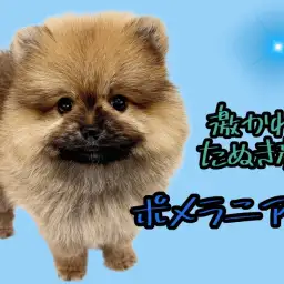 【 ポメラニアン 】たぬき顔オレンジポメラニアンが登場！可愛らしい容姿にご注目