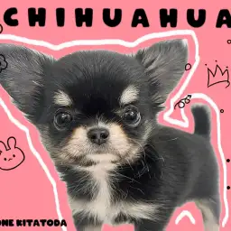 【 チワワ 】超小柄サイズ!一目ぼれすること間違いなしのプレミアムわんこ