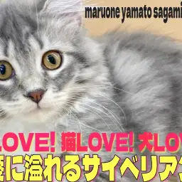 【 サイベリアン 】温厚な性格で猫、犬とも多頭できる抱っこ大好き2ndブログ！