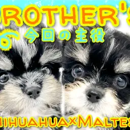 【 MIX 】チワワ×マルチーズMIX兄妹ちゃんのお兄ちゃんをご紹介！！