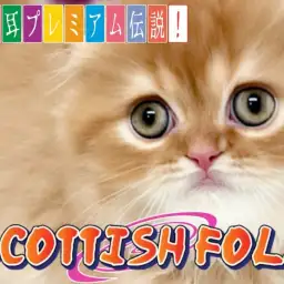 【 スコティッシュフォールド 】鮮やかカラー・タレ耳・長毛のプレミアムスコ!