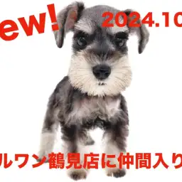 【 ミニチュアシュナウザー 】新たに仲間入り！ソルト＆ペッパーの女の子！！