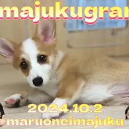 【 イマジュクグラム 】短い手足と魅惑の桃尻!コーギーの女の子!最新動画付き!