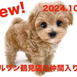 【 MIX 】新たに仲間入り！トイプードルとマルチーズのMIXマルプーの女の子！！