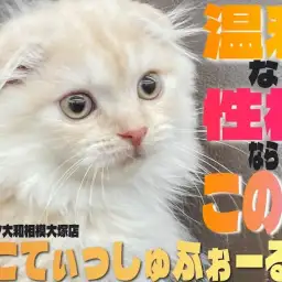 【 スコティッシュ 】お風呂も好き？スキンシップが大好きでお手入れも喜ぶ甘えん坊