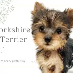 【 ヨークシャーテリア 】宝石のように魅力溢れるお姫様！ヨーキーちゃんのご紹介！
