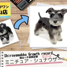 【 ミニチュア・シュナウザー 】城山っ子成長報告！2024年10月30日
