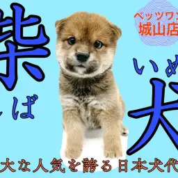 【 柴犬 】愛嬌抜群！絶大な人気を誇る日本犬代表の柴ちゃん登場