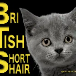 【 ブリティッシュショートヘア 】最高のブリティッシュブルーの丸顔ニャンコ!