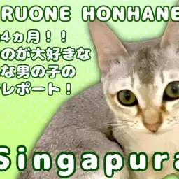 【 シンガプーラ 】生後4ヵ月の遊ぶのが大好きな元気な男の子の密着レポート!