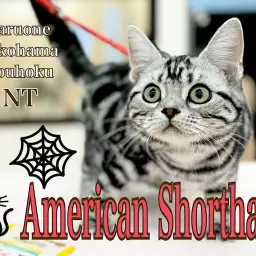 【 アメリカンショートヘア 】人馴れ、音馴れバッチリ!生後6ヶ月のアメショちゃん