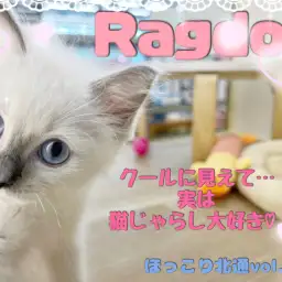 【 ほっこり北通Vol.114 】クールに見えて、実は猫じゃらし大好きラグちゃん