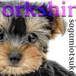 【 ヨークシャーテリア 】ハッキリした優しい顔立ちと仕草が可愛い生後2ヶ月の子犬