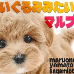【 マルプー 】一際かわいいMIX犬！ぬいぐるみ系が好きなアナタは必見です！