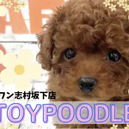 【 トイプードル 】深みのあるレッドが印象的！まるでテディベアのようなルックス