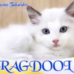 【 ラグドール 】マイペースな甘えんぼ!初心者さんにも飼いやすい美形にゃんこ!