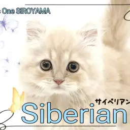 【 サイベリアン 】大人気の猫種、圧倒的な癒し系美男子くんの登場！