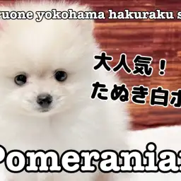 【 ポメラニアン 】おもちゃ遊び大好き!大人気たぬき顔ポメラニアン
