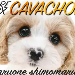 【 MIX 】希少で大人気のキャバション！フレンドリーなぬいぐるみわんこが君臨！