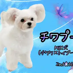 【 MIX 】可愛らしいまん丸のフォルムが魅力的！生後7ヶ月で幼顔なチワプー