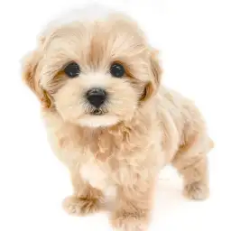 MIX（マルチーズ×トイプードル）