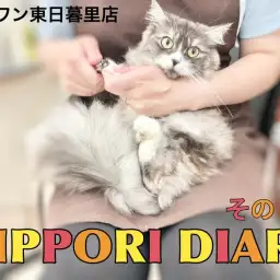 【 NIPPORI DIARY その13 】 新入りのサイベリアンをご紹介!