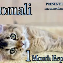 【 ソマリ 】2回目のワクチン終了!あなたの色にそまりたいフレンドリーキャット!