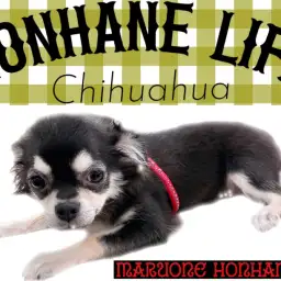 【 チワワ成長ログ 】チワワのちーちゃんお散歩デビュー物語!