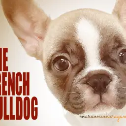 【 フレンチブルドッグ 】フルカラー・ブレーズのある個性的カラーのブヒ降臨!