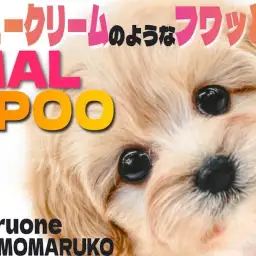 【 マルプー 】最強の可愛さと素直な性格を併せ持った穏やかで愛らしい女の子